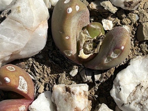 Exposed Tonguefig (Glottiphyllum suave)