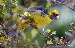 Platycercus caledonicus