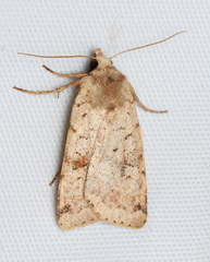 Diarsia esurialis