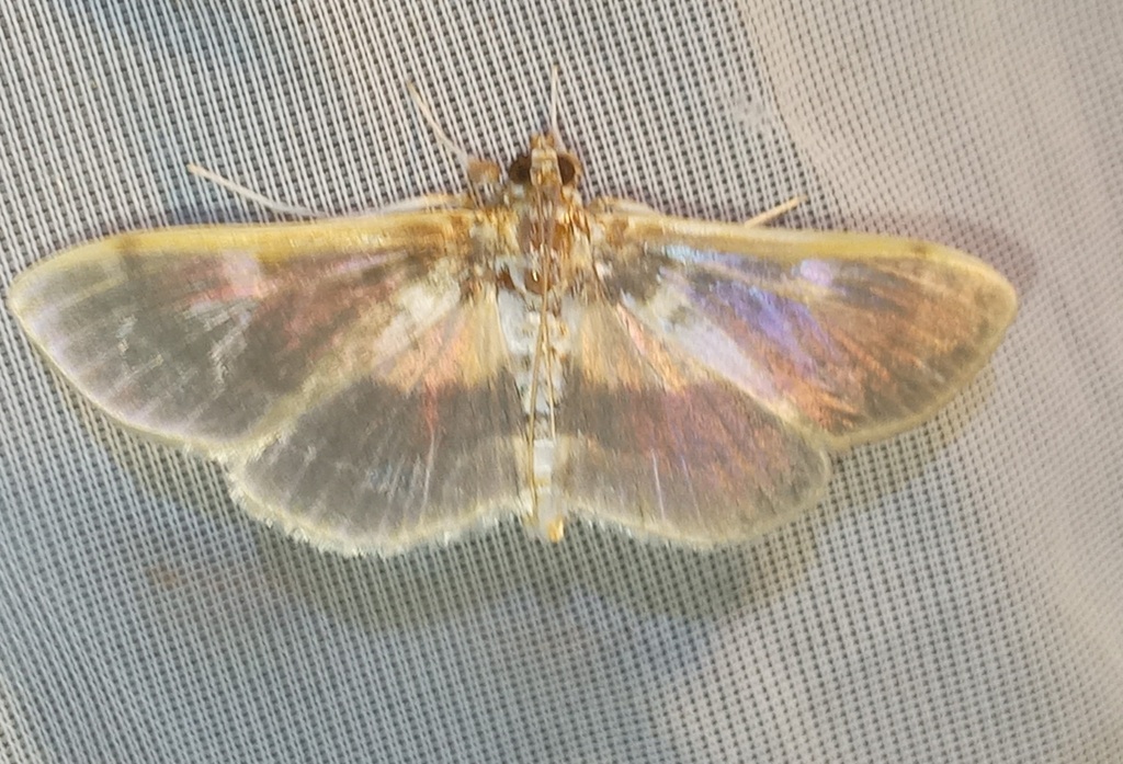 Apilocrocis glaucosia