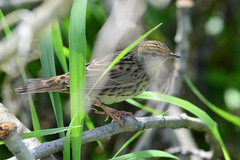 Locustella lanceolata