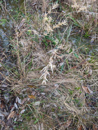 woolly rosette grass (Dichanthelium scabriusculum)