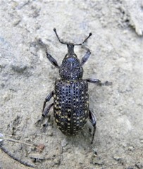 Hylobius excavatus