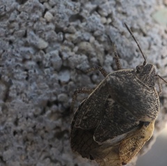 Hymenarcys nervosa