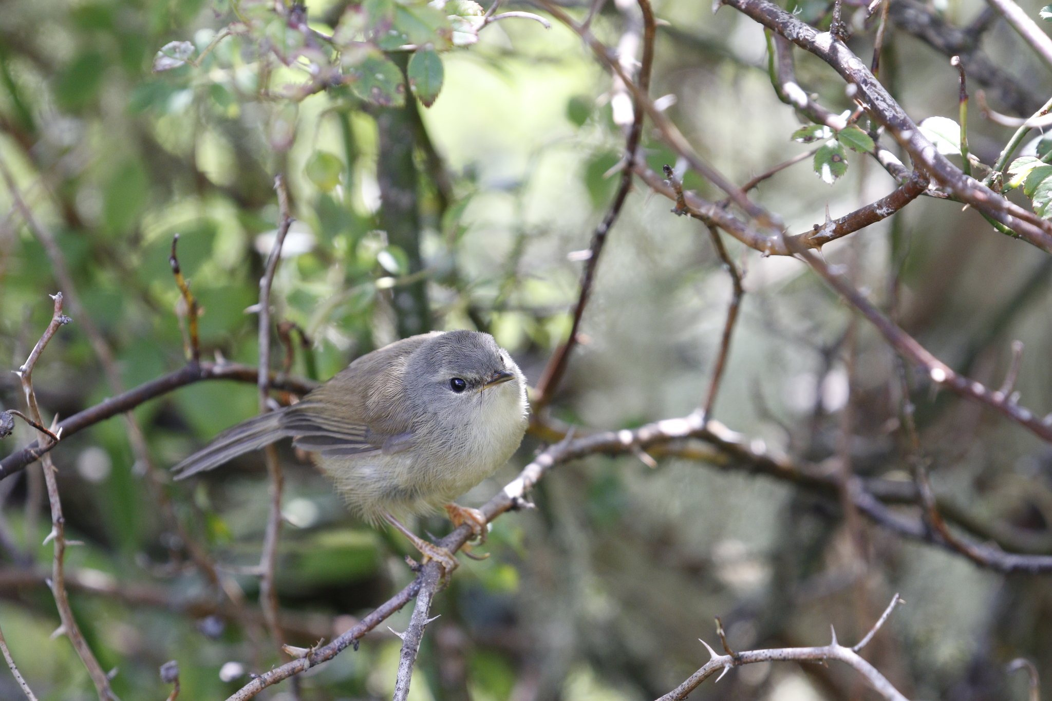 Yellow-bellied Bush Warbler