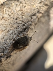 Hymenarcys nervosa