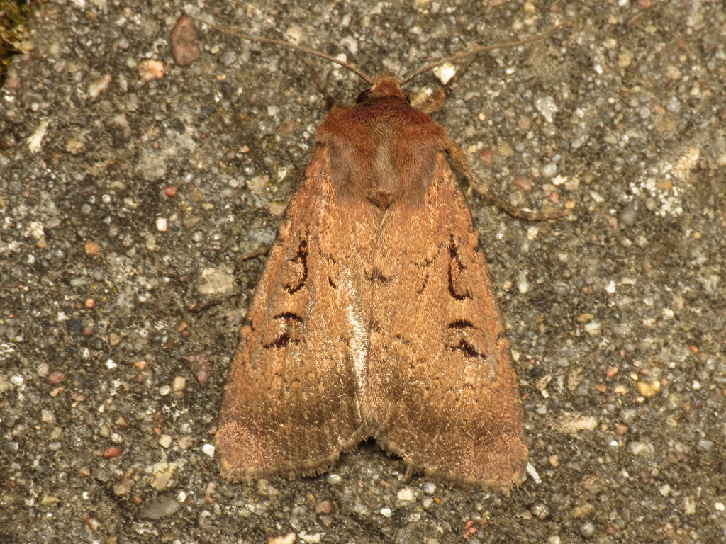 Graphiphora