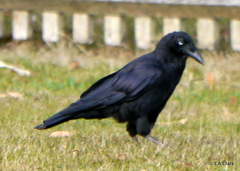 Corvus tasmanicus