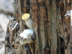 Pleurotus dryinus