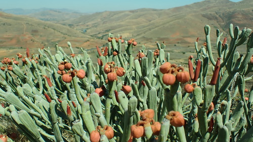 Euphorbia enterophora