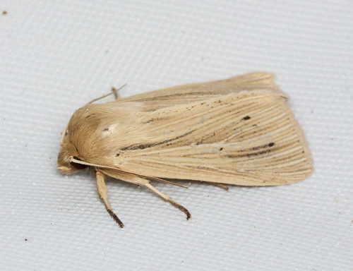 Lesser Wainscot