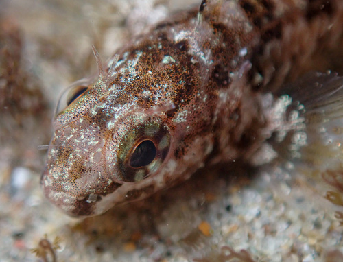 Notchbrow blenny (Hypsoblennius gilberti) — Blenniidae