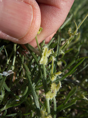 Pectocarya platycarpa