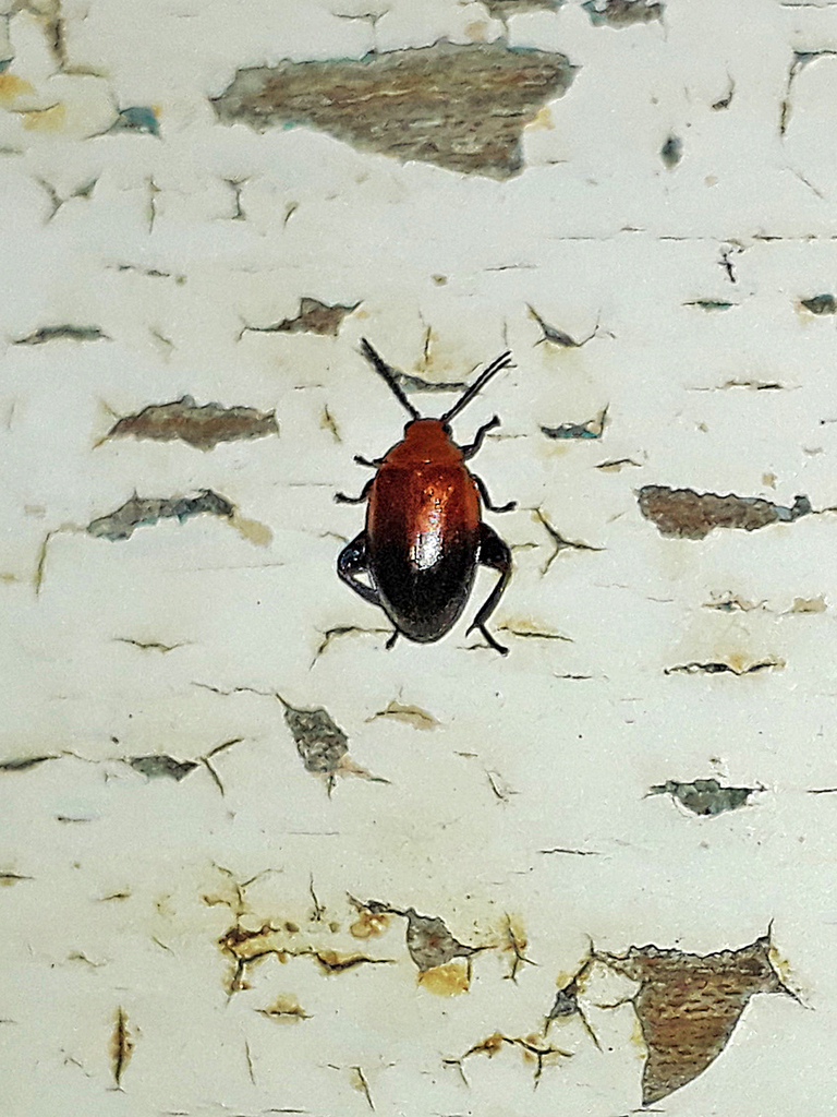 Ora atroapicalis