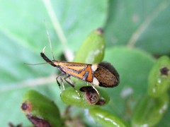Alabonia staintoniella