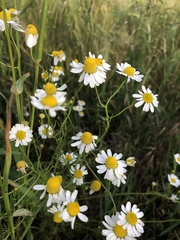 Matricaria