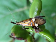 Alabonia staintoniella