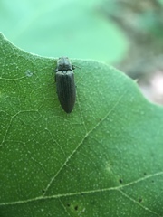 Dixicollis divaricatus