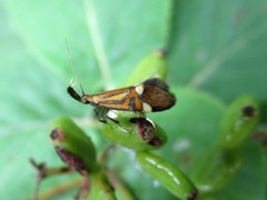 Alabonia staintoniella