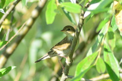 Locustella lanceolata