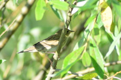 Locustella lanceolata