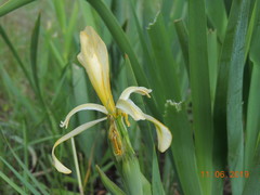 Iris halophila