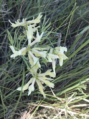 Astragalus pectinatus
