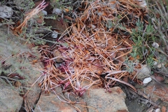 Protea sulphurea