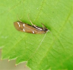 Athripsodes albifrons