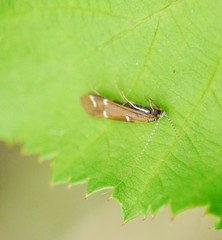 Athripsodes albifrons