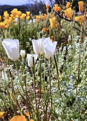 Eschscholzia californica californica