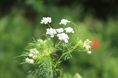 Bifora
