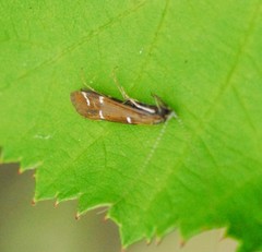 Athripsodes albifrons