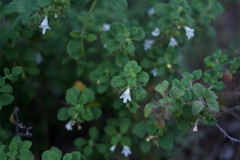 Clinopodium chandleri