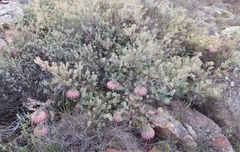 Protea sulphurea