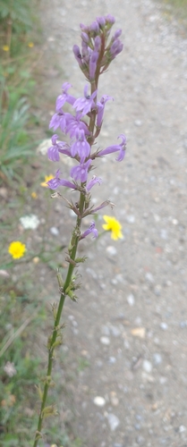 Image of Acrid lobelia by (c) Gijs Romijn, some rights reserved (CC BY)