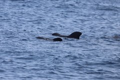 Globicephala