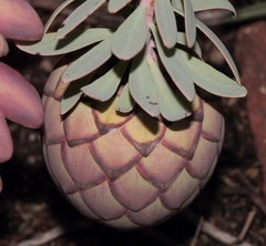 Protea sulphurea
