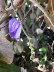 Centrosema brasilianum