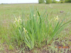 Iris halophila