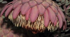 Protea sulphurea