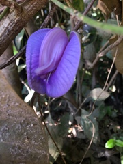 Centrosema brasilianum
