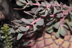 Protea sulphurea