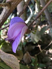 Centrosema brasilianum