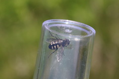 Sericomyia transversa