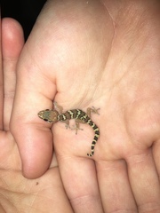 Pachydactylus formosus