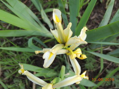 Iris halophila