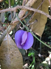 Centrosema brasilianum