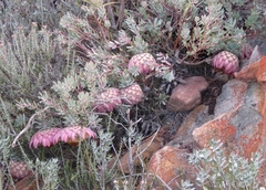 Protea sulphurea