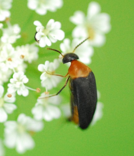 Gelsvapilvis Dygliavabalis nuotrauka